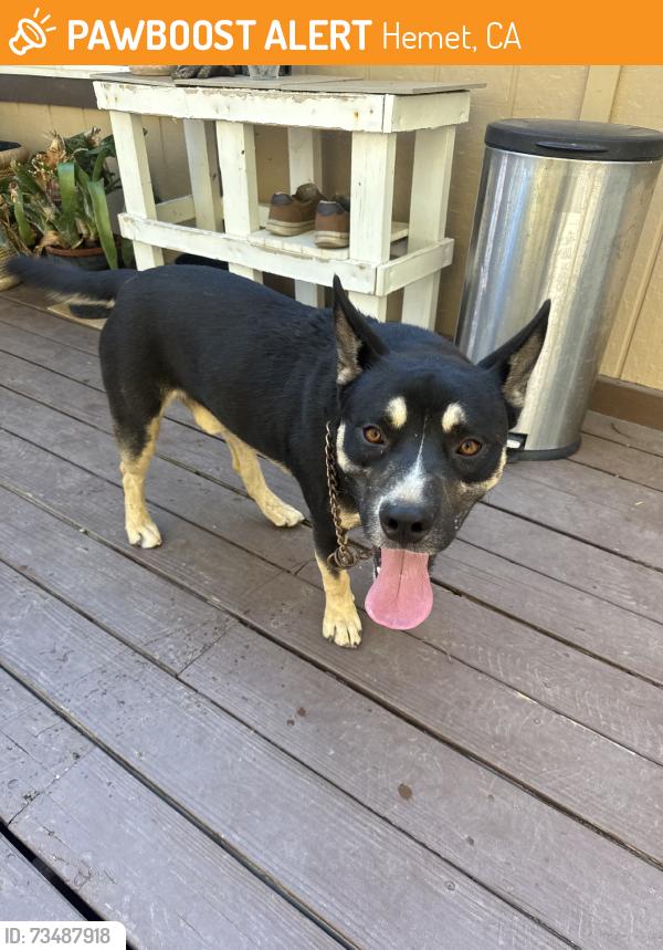 Found/Stray Male Dog last seen Near cortrite ave, Hemet, CA 92545