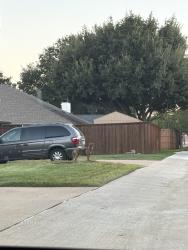 Found/Stray Male Dog last seen Alleyway behind 208 mockingbird lane, Coppell, TX 75019