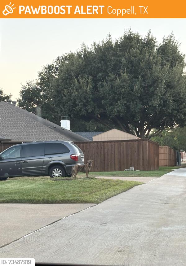 Found/Stray Male Dog last seen Alleyway behind 208 mockingbird lane, Coppell, TX 75019
