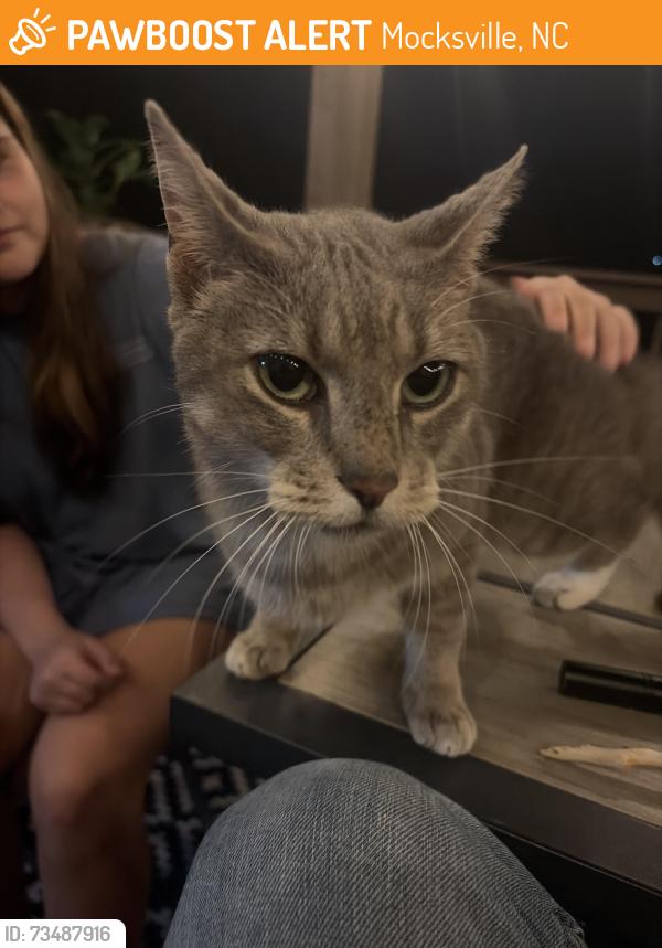 Found/Stray Unknown Cat last seen Walmart, Mocksville, NC 27028
