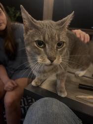 Found/Stray Unknown Cat last seen Walmart, Mocksville, NC 27028