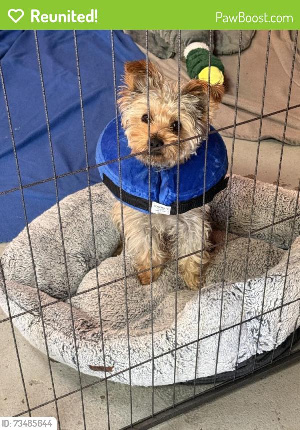 Reunited Male Dog last seen Redwood City, CA, USA, Redwood City, CA 94062