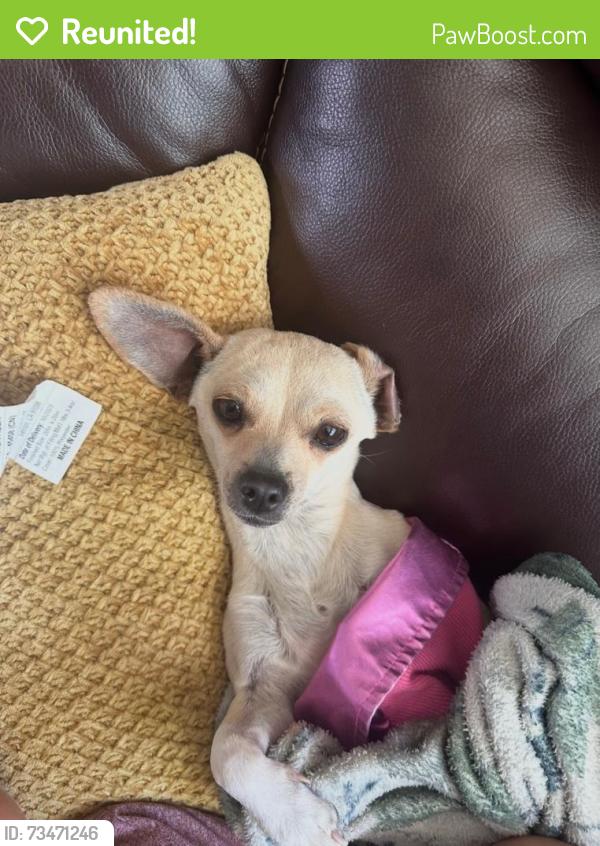 Reunited Female Dog last seen Bridgewood ln and Zebulon dr, Colorado Springs, CO 80910