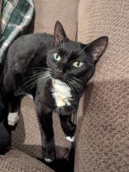 Lost Female Cat last seen Redbud & West 92nd, Lenexa, KS 66220