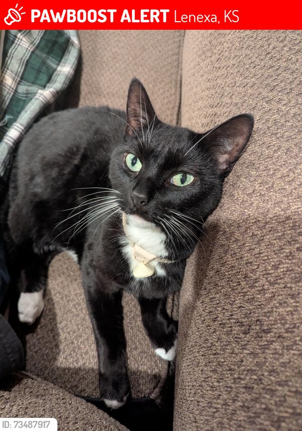 Lost Female Cat last seen Redbud & West 92nd, Lenexa, KS 66220