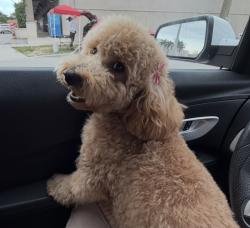 Reunited Female Dog last seen Hialeah 33010, Hialeah, FL 33010