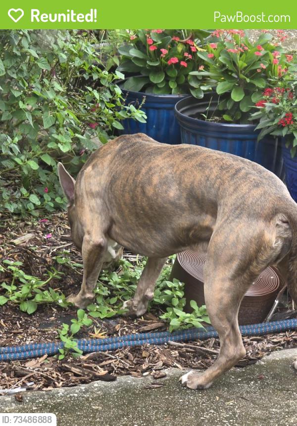 Reunited Male Dog last seen Cormorant Drive and Remler Drive S, Jacksonville, FL 32223