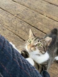 Lost Female Cat last seen haven ave and pringle cir, Green Cove Springs, FL 32043