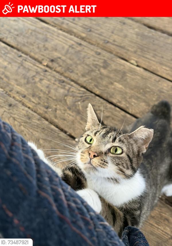 Lost Female Cat last seen haven ave and pringle cir, Green Cove Springs, FL 32043