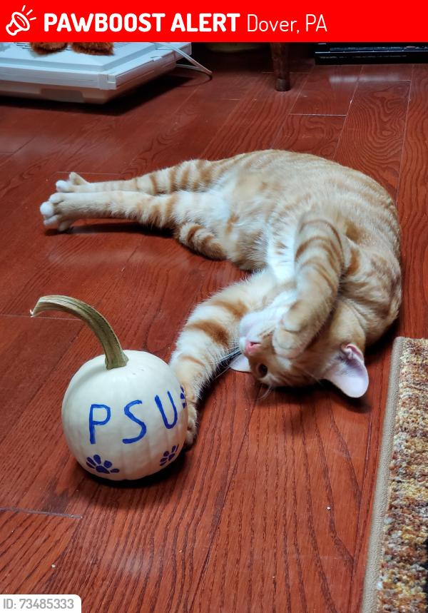 Lost Male Cat last seen Andersontown Road Ext. Dover, PA, Dover, PA 17315