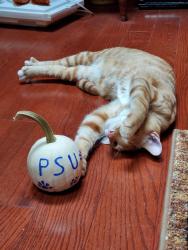 Lost Male Cat last seen Andersontown Road Ext. Dover, PA, Dover, PA 17315
