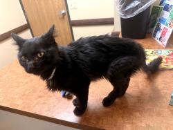 Found/Stray Male Cat last seen Wixom MI, Wixom, MI 48393