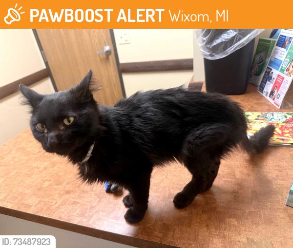 Found/Stray Male Cat last seen Wixom MI, Wixom, MI 48393