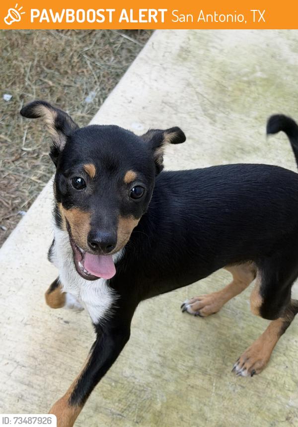 Found/Stray Male Dog last seen Ed Cody Elementary, San Antonio, TX 78245