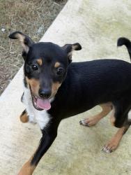 Found/Stray Male Dog last seen Ed Cody Elementary, San Antonio, TX 78245
