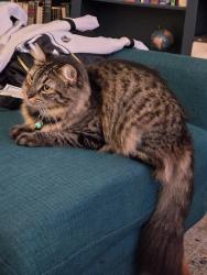 Reunited Female Cat last seen Seascape Dr, San Diego, CA 92139