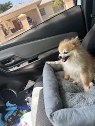 Lost Male Dog last seen Near sw 97th ct miami fl 33165, Miami, FL 33165