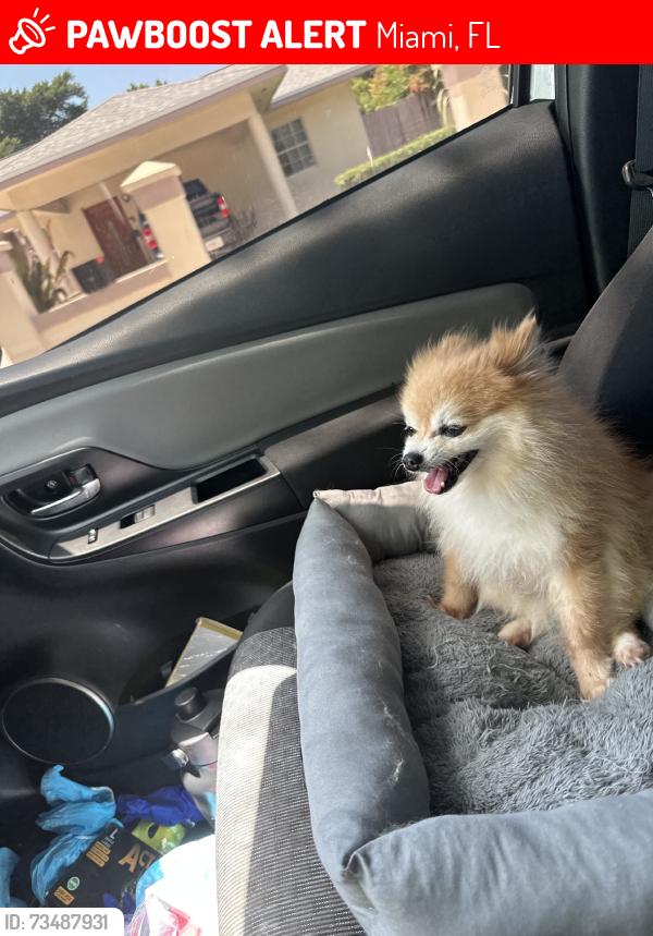 Lost Male Dog last seen Near sw 97th ct miami fl 33165, Miami, FL 33165