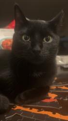 Lost Male Cat last seen 3020W 2960S, Salt Lake City, UT 84119
