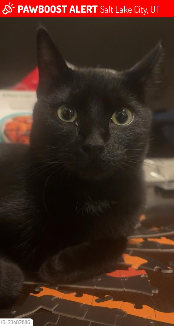 Lost Male Cat last seen 3020W 2960S, Salt Lake City, UT 84119