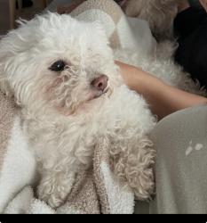 Reunited Female Dog last seen Austin and Grace at, Chicago, IL 60641