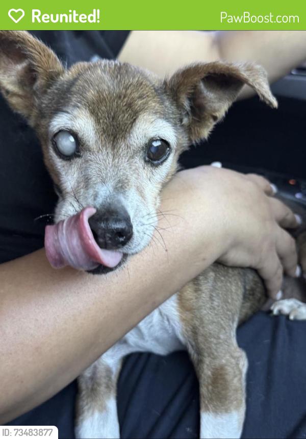 Reunited Male Dog last seen Las Vegas, NV 89142, USA, Las Vegas, NV 89142