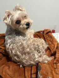 Found/Stray Male Dog last seen Hilts Trl, New Braunfels, TX 78130
