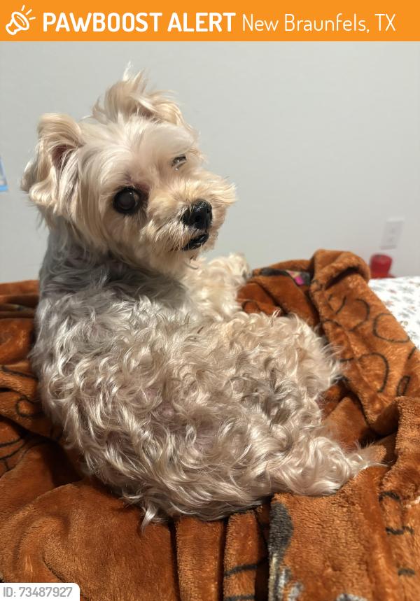 Found/Stray Male Dog last seen Hilts Trl, New Braunfels, TX 78130