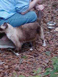 Found/Stray Female Cat last seen Roundtable ln, Macon, GA 31220