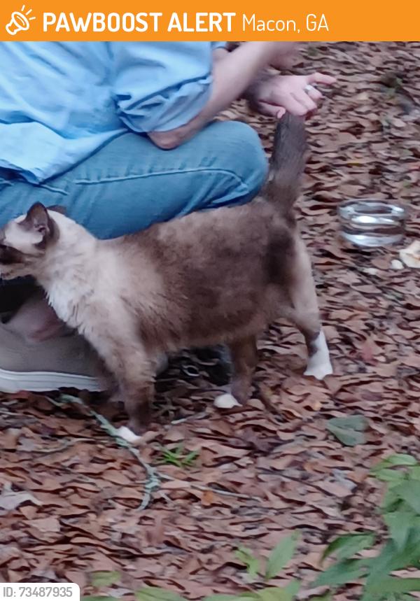 Found/Stray Female Cat last seen Roundtable ln, Macon, GA 31220