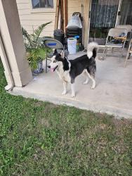 Found/Stray Male Dog last seen Walzem Farms neighborhood, San Antonio, TX 78239