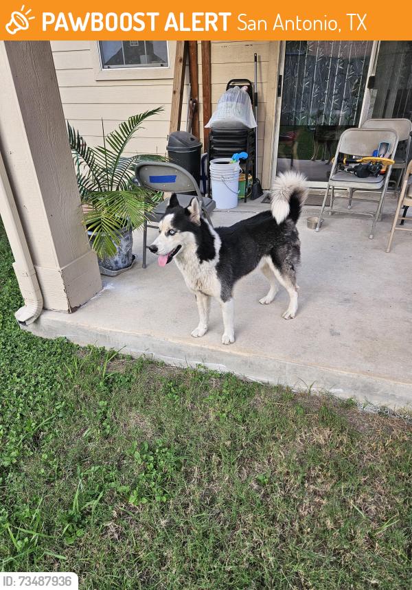Found/Stray Male Dog last seen Walzem Farms neighborhood, San Antonio, TX 78239