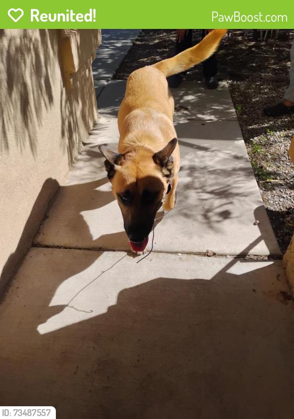 Reunited Female Dog last seen sage and 86th, Albuquerque, NM 87121