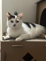 Reunited Female Cat last seen Union deposit, Lower Paxton Township, PA 17111