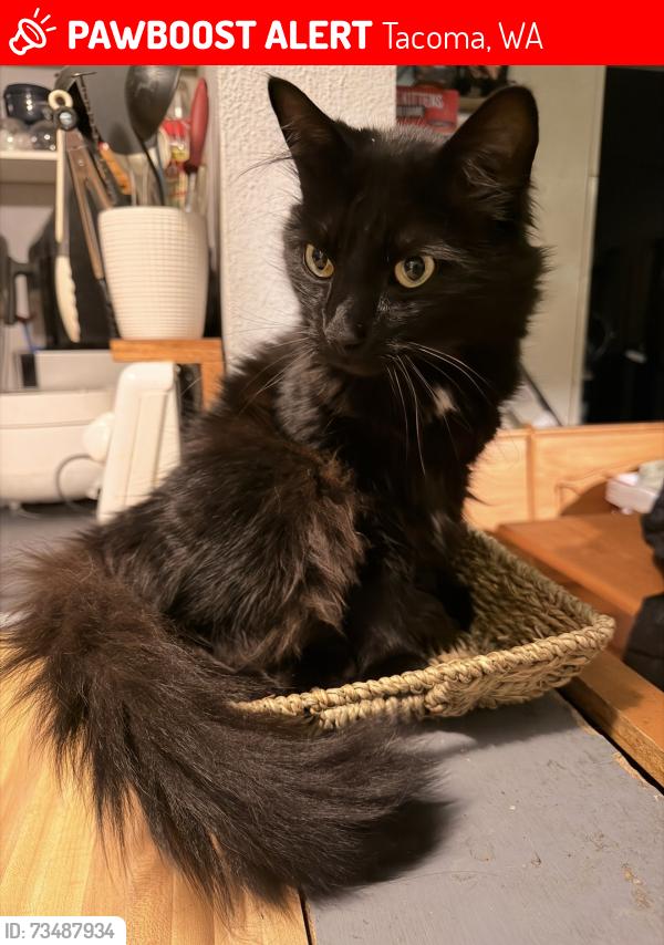 Lost Male Cat last seen E L street, Tacoma, WA 98404