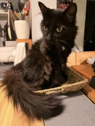 Lost Male Cat last seen E L street, Tacoma, WA 98404