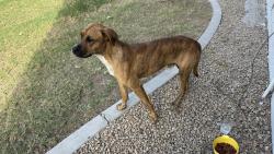 Found/Stray Male Dog last seen Villa de cortez apmts, Phoenix, AZ 85033