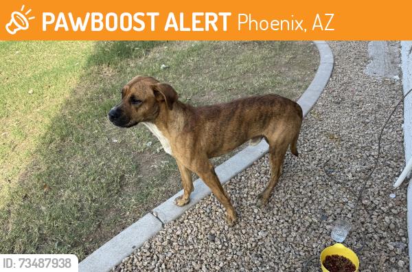 Found/Stray Male Dog last seen Villa de cortez apmts, Phoenix, AZ 85033