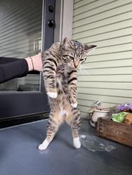 Found/Stray Unknown Cat last seen SE Belmont Ave and SE 27th Ave, Portland, OR 97214
