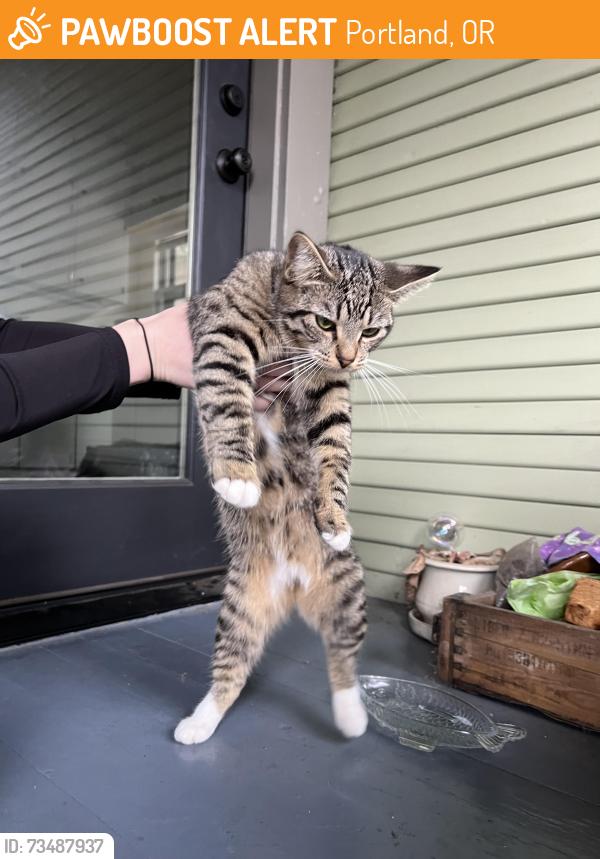 Found/Stray Unknown Cat last seen SE Belmont Ave and SE 27th Ave, Portland, OR 97214