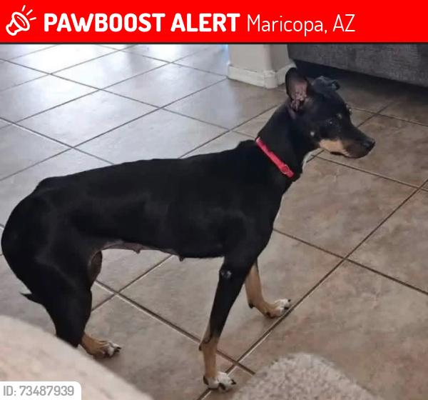 Lost Female Dog last seen Glennwilde Drive and Alan Stephen’s Parkway, Maricopa, AZ 85138