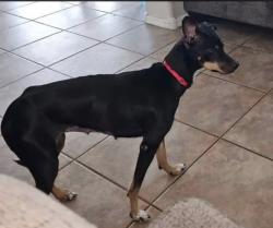 Lost Female Dog last seen Glennwilde Drive and Alan Stephen’s Parkway, Maricopa, AZ 85138