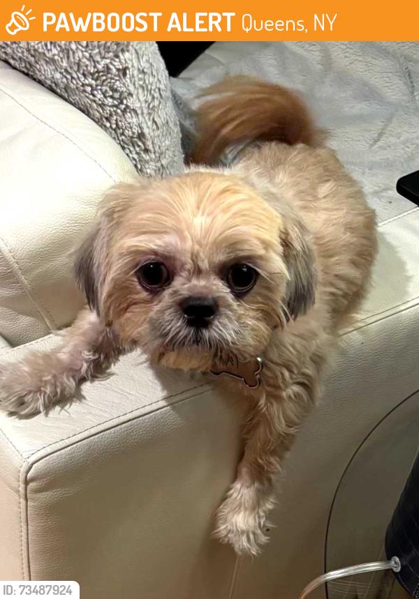 Found/Stray Female Dog last seen Near street and 140 Ave, Queens, NY 11422