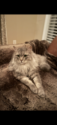 Lost Male Cat last seen Near Castle Ave & Benton, Fairfield, CT 06825