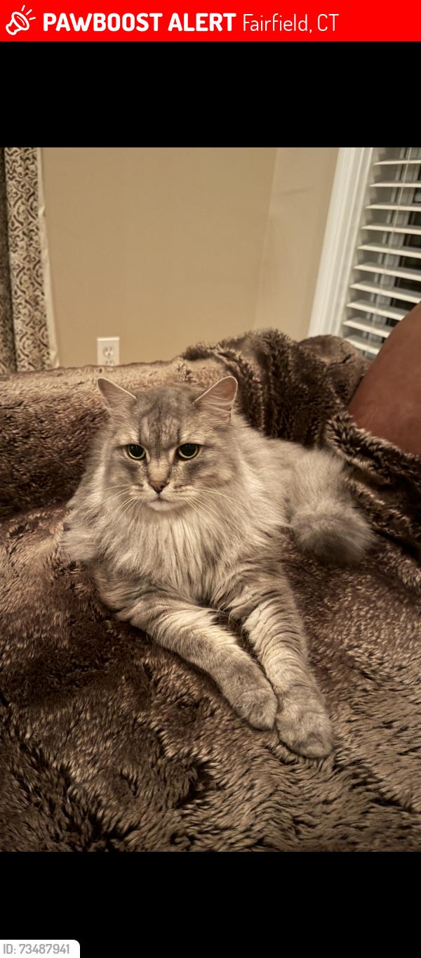 Lost Male Cat last seen Near Castle Ave & Benton, Fairfield, CT 06825