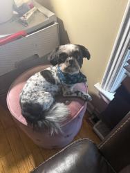 Lost Male Dog last seen River Road, Des Plaines, IL 60018
