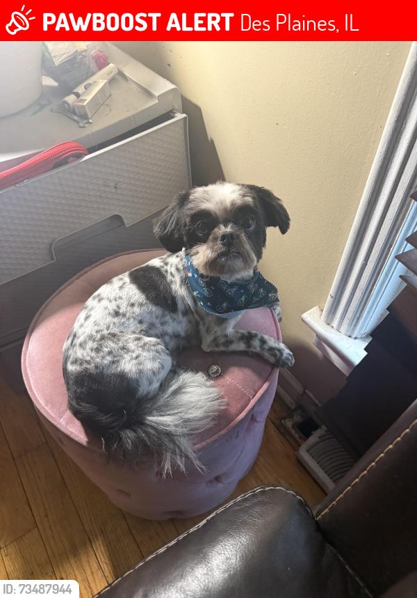 Lost Male Dog last seen River Road, Des Plaines, IL 60018