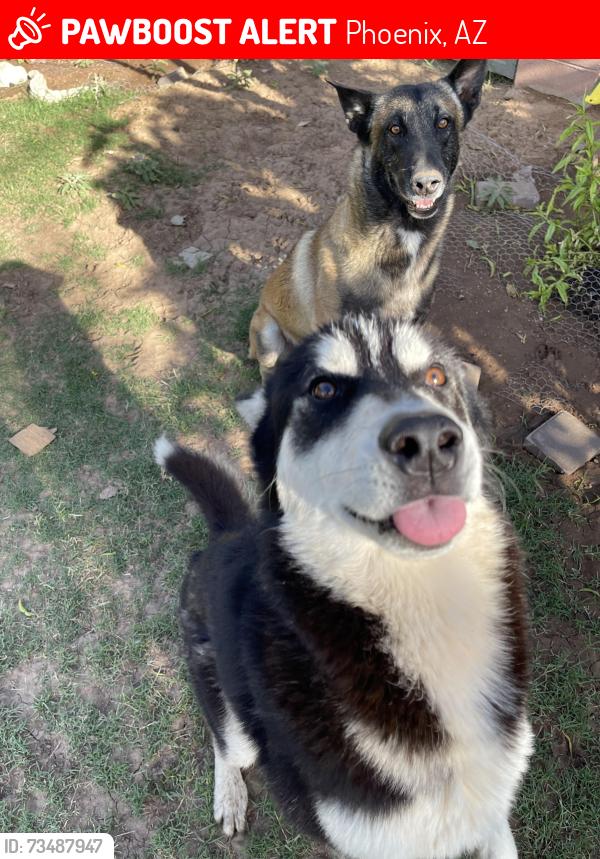 Lost Male Dog last seen 32nd st Yale, Phoenix, AZ 85008