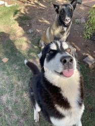 Lost Male Dog last seen 32nd st Yale, Phoenix, AZ 85008