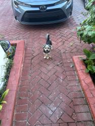 Found/Stray Male Dog last seen 288th and 137th, Homestead, FL 33033